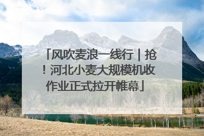 风吹麦浪一线行｜抢！河北小麦大规模机收作业正式拉开帷幕
