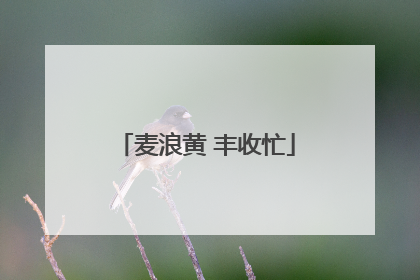 麦浪黄 丰收忙