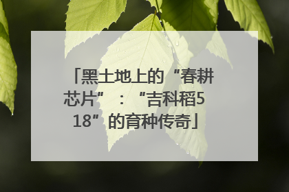 黑土地上的“春耕芯片”：“吉科稻518”的育种传奇