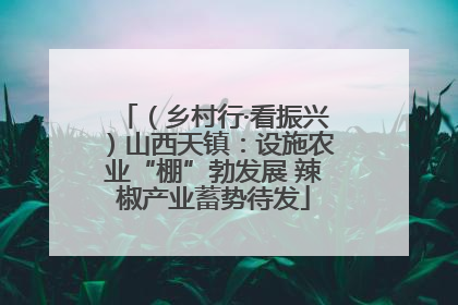 （乡村行·看振兴）山西天镇：设施农业“棚”勃发展 辣椒产业蓄势待发