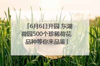 6月6日开园 东湖荷园500个珍稀荷花品种等你来品鉴